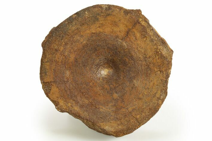 Fossil Ichthyosaur (Brachypterygius) Vertebra - England #316877
